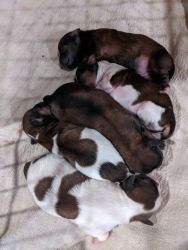 Puppies for sale.