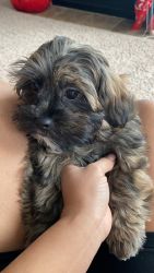 12 week old shorkie looking for a forever home