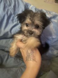 Teacup Yorkie mixed male
