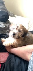 Shorkie in need for home!