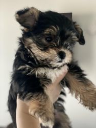 Adorable Male Shorkie