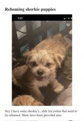 Shorkie need new home