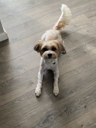 2 1/2 year old Shorkie in need of new home