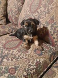 Shorkie puppies looking for a forever home