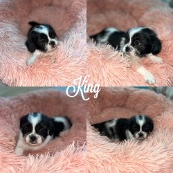 Shorkie Puppies Puppy Shihtzu/Yorkie Mix
