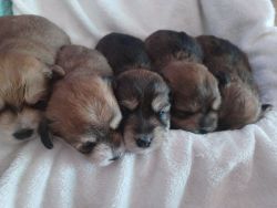 Chorkie Puppies for Sale!