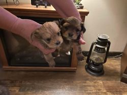 Shorkie puppies ready for a home