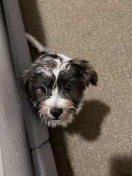 Cute Shorkie Puppy for sell