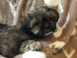 Male Shorkie puppies