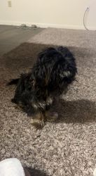 10 month old Shorkie