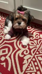 Shorkie for Sale 1yr Old