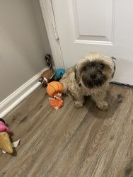 Shorkie Looking for new home