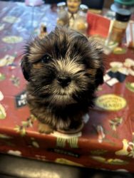 Shorkie female puppies for sale