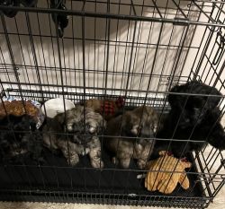 4 Shorkie puppies available
