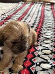 Shorkie male puppies fit sale