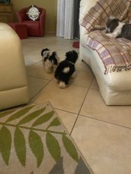 Shorkie puppies for sale