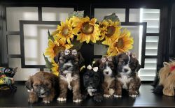 Beautiful Shorkie Puppies
