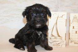 Squirtle Gorgeous Black Female Shorkipoo Pup