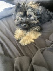 Male shorkie for sale