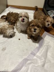 Hypoallergenic Puppies Ready for Adoption