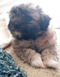 Male Shorkie for Sale