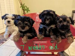 Shorkie Puppies for Christmas!