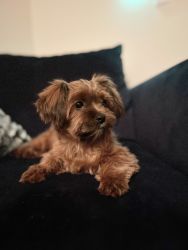 6 Month Shorkie