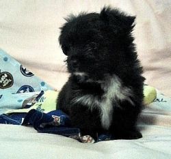 Shorkie Puppy/Male/Reg./Tiny