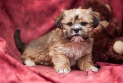 Corky - Shorkie Puppy for