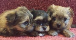 beautiful tiny shorkie pups