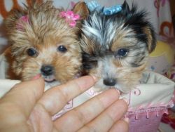 Teacup Yorkie BabyDoll Faces Nonshed