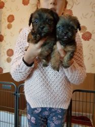 2 Beautiful Shorkie Puppies
