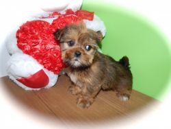 Shorkie Puppies. Nonshedding/Allergy Free