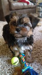 Adorable Shorkie male puppy