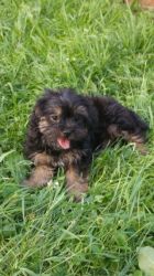 Adorable Shorkie For Sale