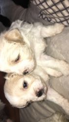 2 shorkie pups for sale !