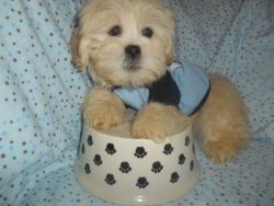 shorkie nonshed puppies 11 weeks