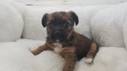 Shorkie Puppy - Female - Esther ($1,199)
