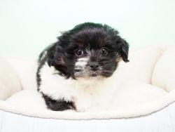 Shorkiepoo Puppy – Male - Barney ($700)