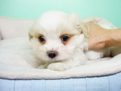 Shorkiepoo Puppy – Male - Benny ($700)
