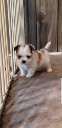 SHORKIE PUPPIES FOR SALE