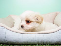 Shorkiepoo Puppy – Male - Benny ($700)