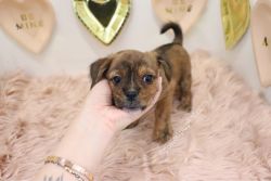 Shorkie - Snickers - Male
