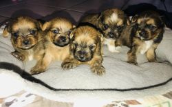 Sweet little baby shorkies looking for a forever home