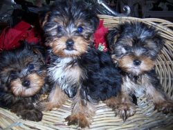 Adorable Shorkie Puppies