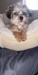 3 1/2 month old shorkie . Comes with shot record . Bed and cage