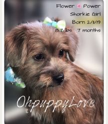 Shorkie girl puppy