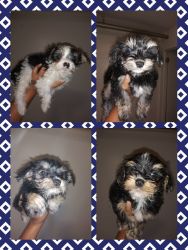 Puppy shorkie for sale