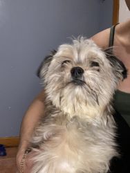 Need to rehome our 3 year old Shorkie