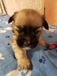 1Male Shorkie available (5)weeks old Sat (price reduced)